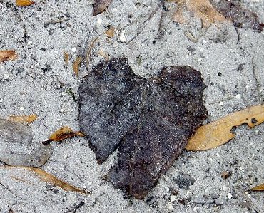Heart-shaped leaf